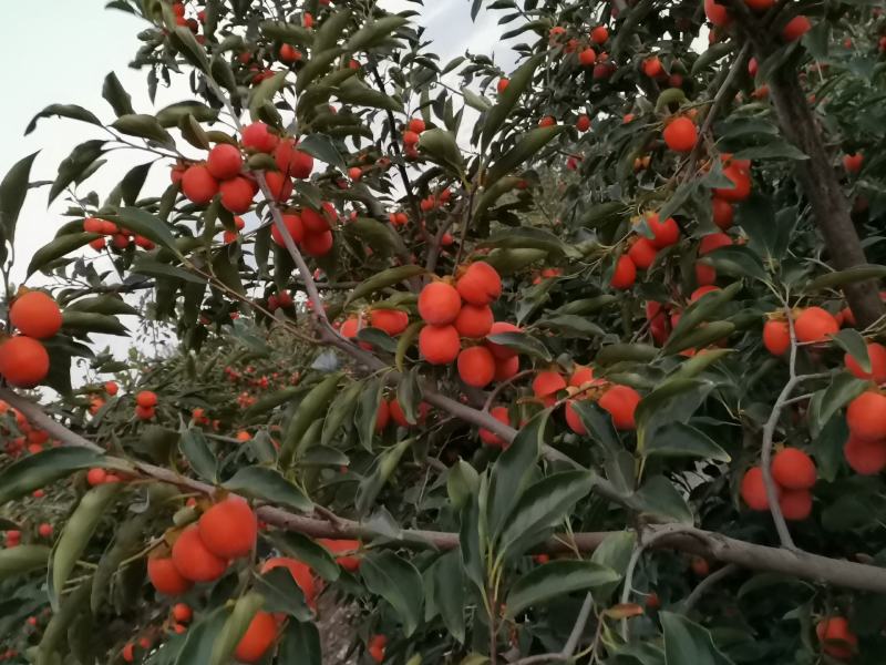 柿子大量上市。色泽艳，品质好。