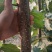 大量出售107杨树苗扦插段、基地直供、直销、货源充足