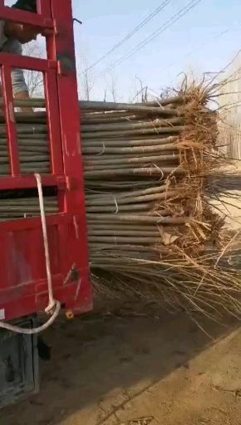 大量出售107杨树苗扦插段、基地直供、直销、货源充足