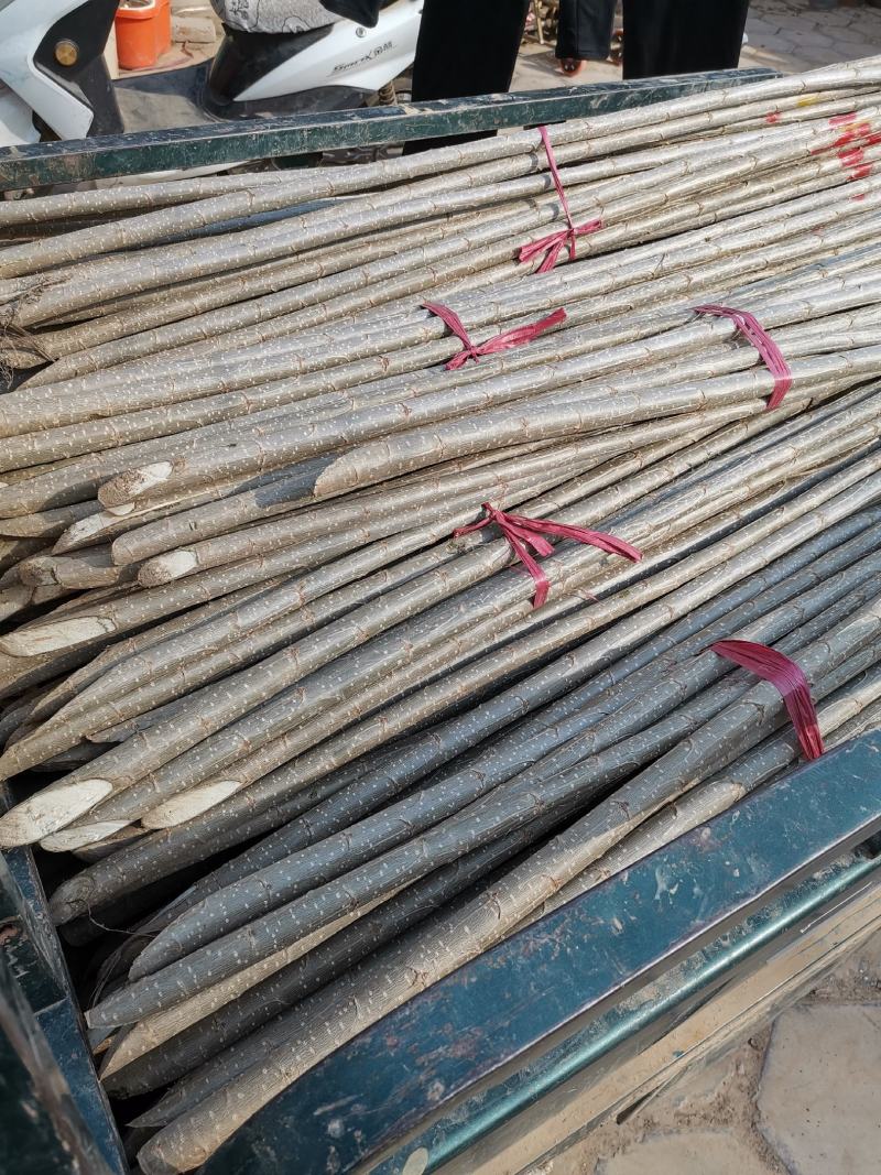 大量出售107杨树苗扦插段、基地直供、直销、货源充足