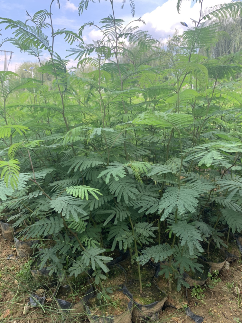 黑荆树，银荆树，金合欢，圣诞树，圣诞树苗，黑荆树苗
