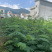 黑荆树，银荆树，金合欢，圣诞树，圣诞树苗，黑荆树苗