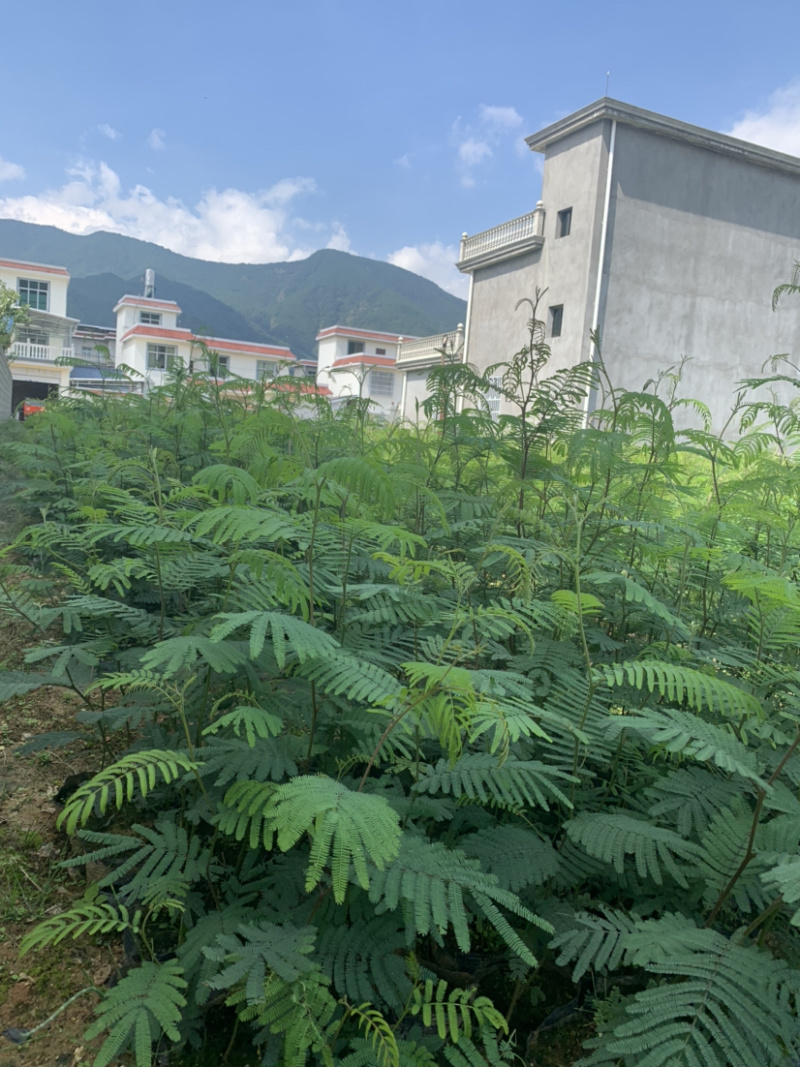 黑荆树，银荆树，金合欢，圣诞树，圣诞树苗，黑荆树苗