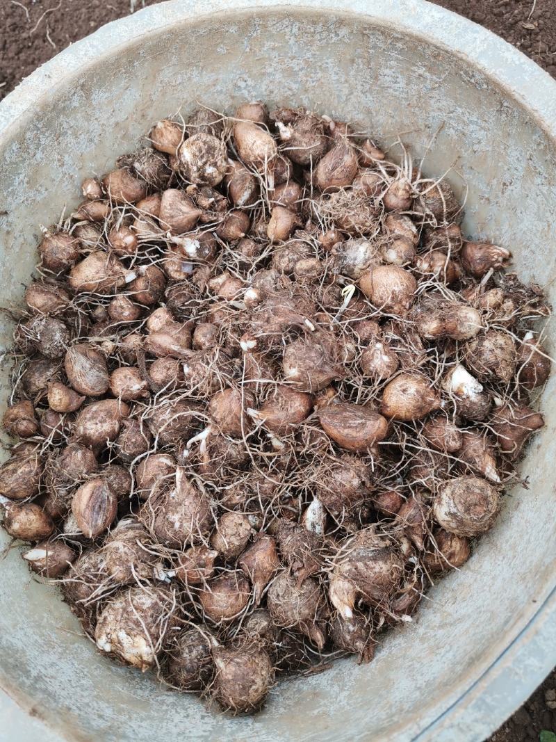 贵州农夫中药材有限公司半夏种子