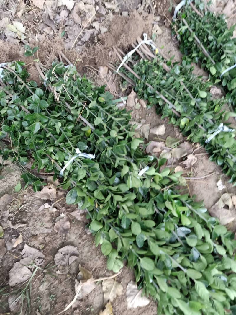 北海道，无脱腿，根系好，分独杆和双杆多杆，绿化工程苗