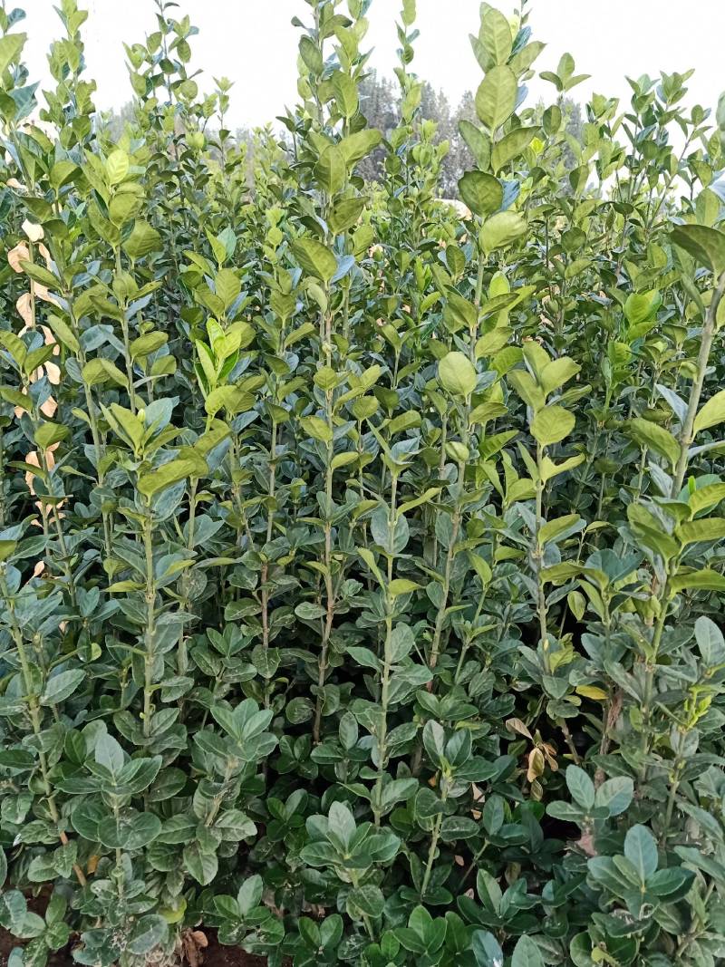 北海道，无脱腿，根系好，分独杆和双杆多杆，绿化工程苗