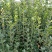 北海道，无脱腿，根系好，分独杆和双杆多杆，绿化工程苗