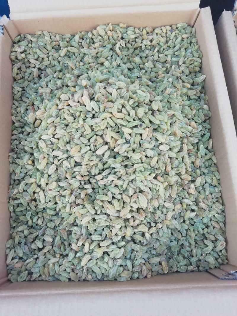 新疆吐鲁番葡萄干，一级绿香妃，2斤起发货，量多优惠多