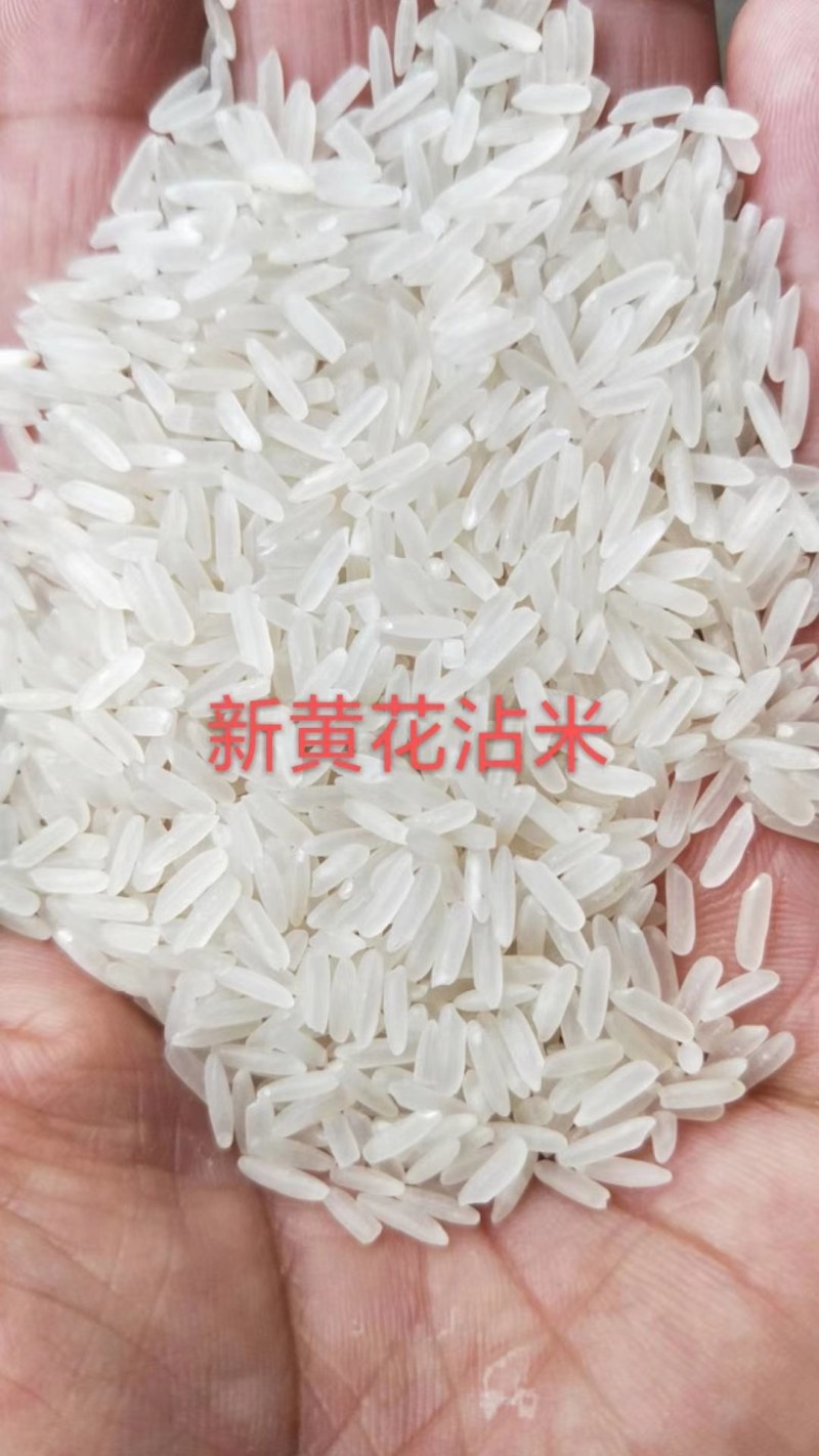 黄花粘新米今年谷产量较低，米价猛涨！看好时机就下手。