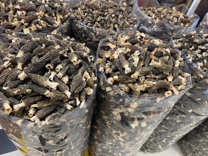 大量羊肚菌干货6~8新鲜漂亮羊肚菌味道香个头均匀一件代发