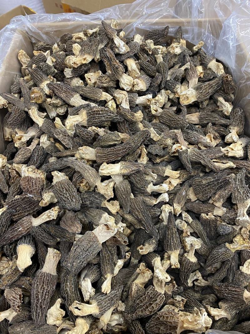 大量羊肚菌干货6~8新鲜漂亮羊肚菌味道香个头均匀一件代发