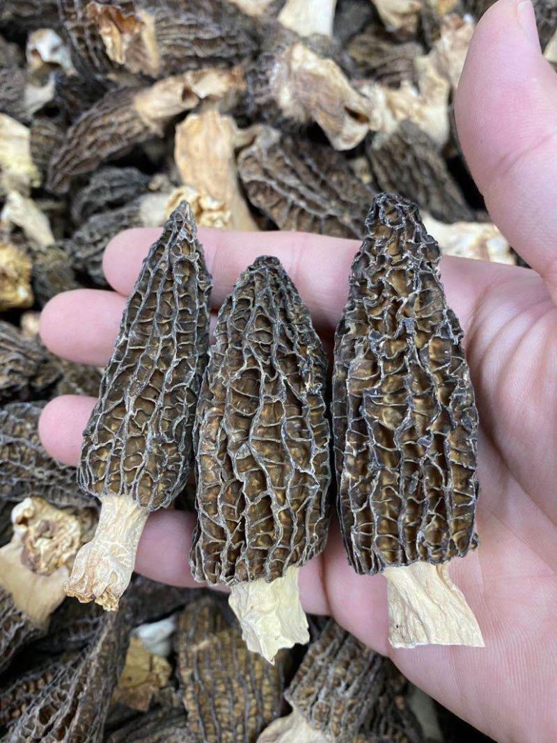 大量羊肚菌干货6~8新鲜漂亮羊肚菌味道香个头均匀一件代发