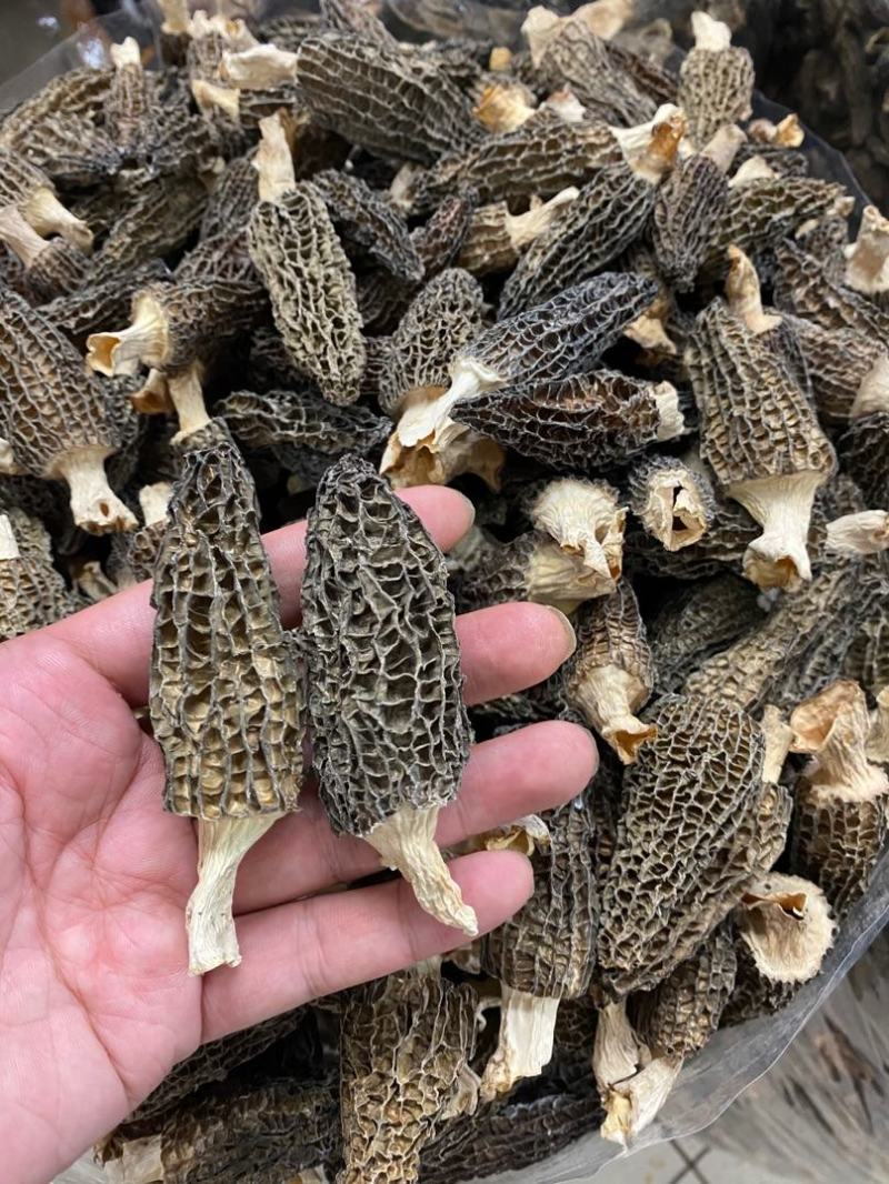 大量羊肚菌干货6~8新鲜漂亮羊肚菌味道香个头均匀一件代发