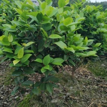 茶花树苗地栽外植物好养地栽香妃五色赤丹浓香型