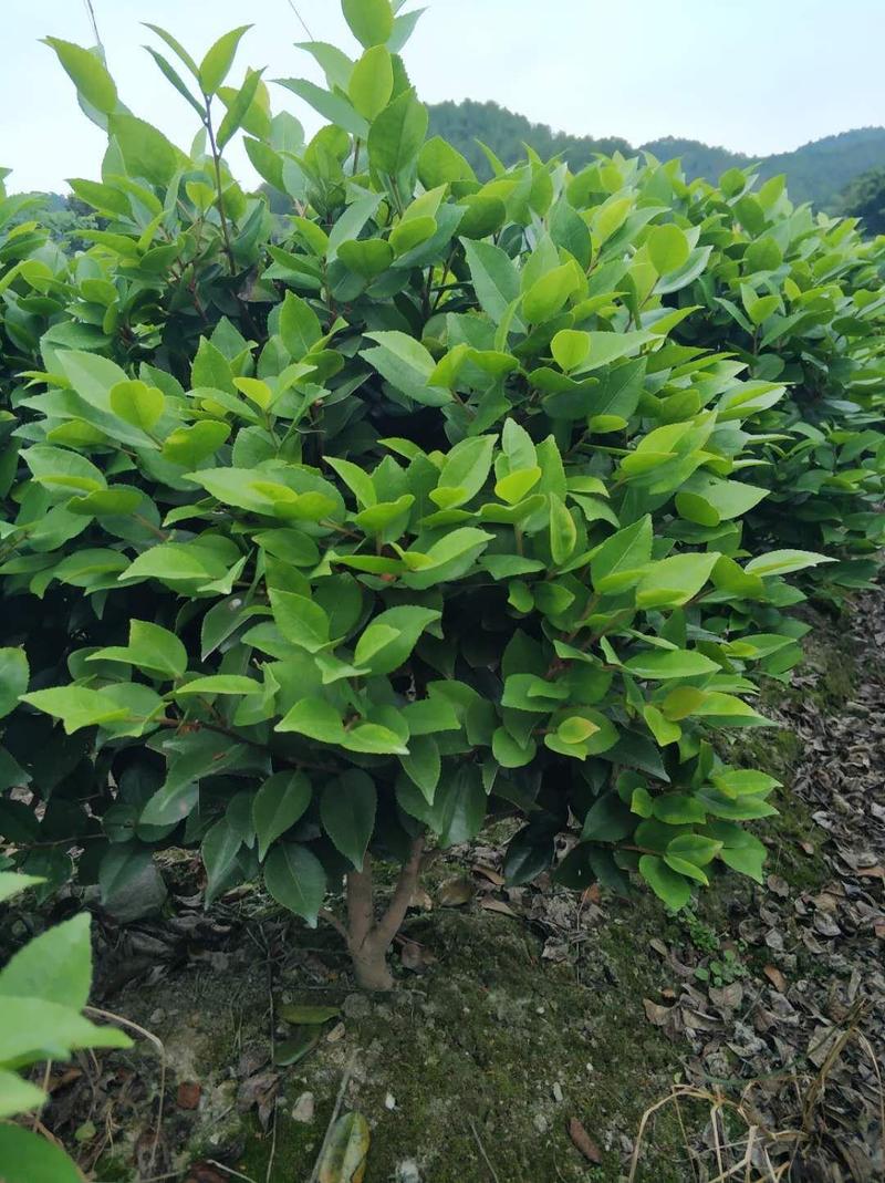 茶花树苗地栽外植物好养地栽香妃五色赤丹浓香型