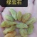 新疆吐鲁番葡萄干，一级绿宝石，3斤起发货，量多优惠多