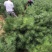 21杯一米白皮松白菜价清地处理，货源充足价格实惠