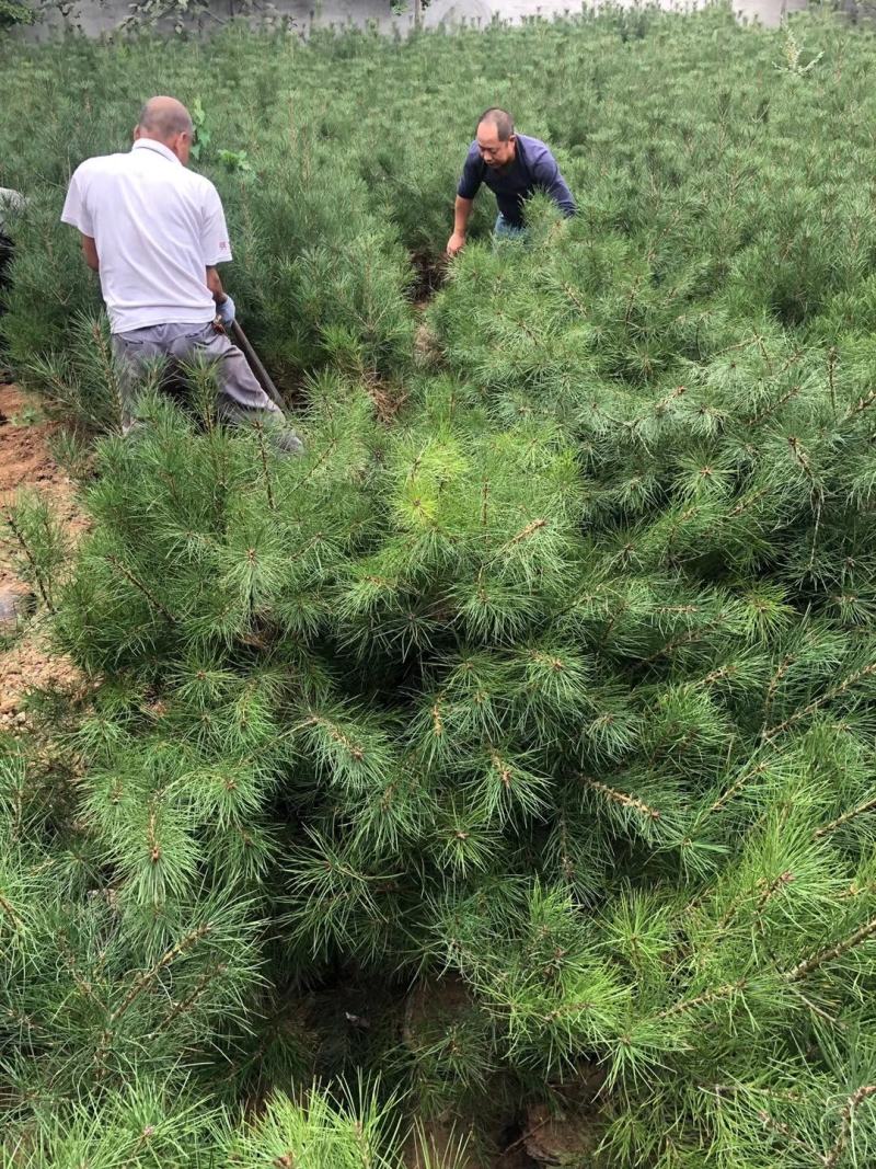 21杯一米白皮松白菜价清地处理，货源充足价格实惠
