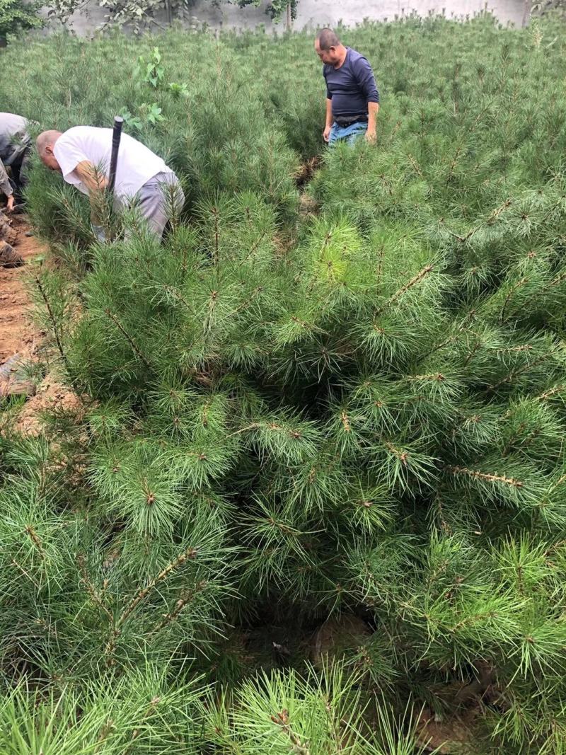 21杯一米白皮松白菜价清地处理，货源充足价格实惠