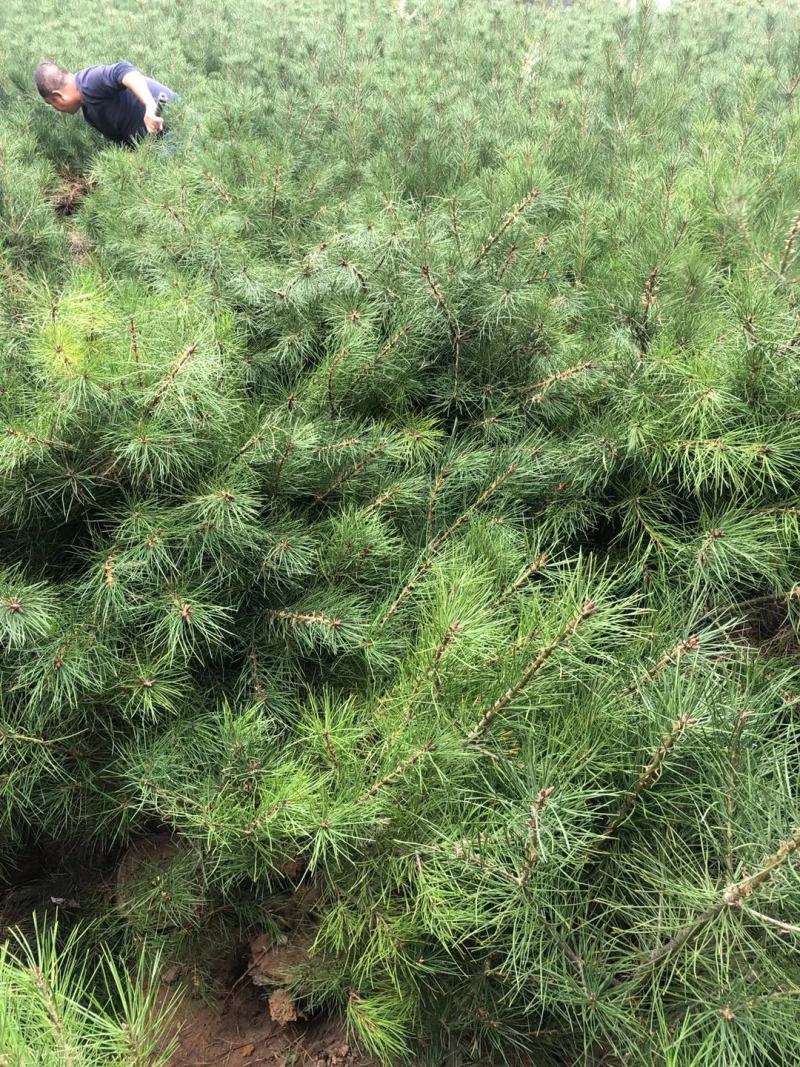 21杯一米白皮松白菜价清地处理，货源充足价格实惠