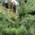 21杯一米白皮松白菜价清地处理，货源充足价格实惠