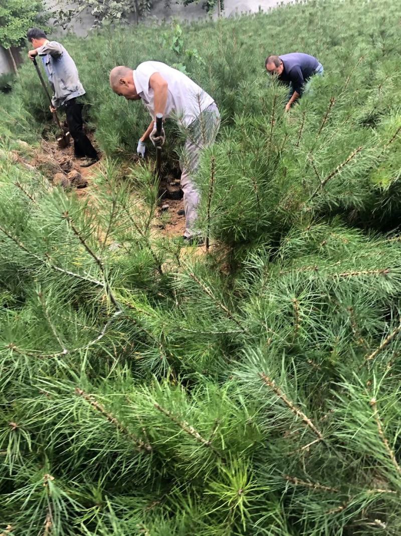 21杯一米白皮松白菜价清地处理，货源充足价格实惠