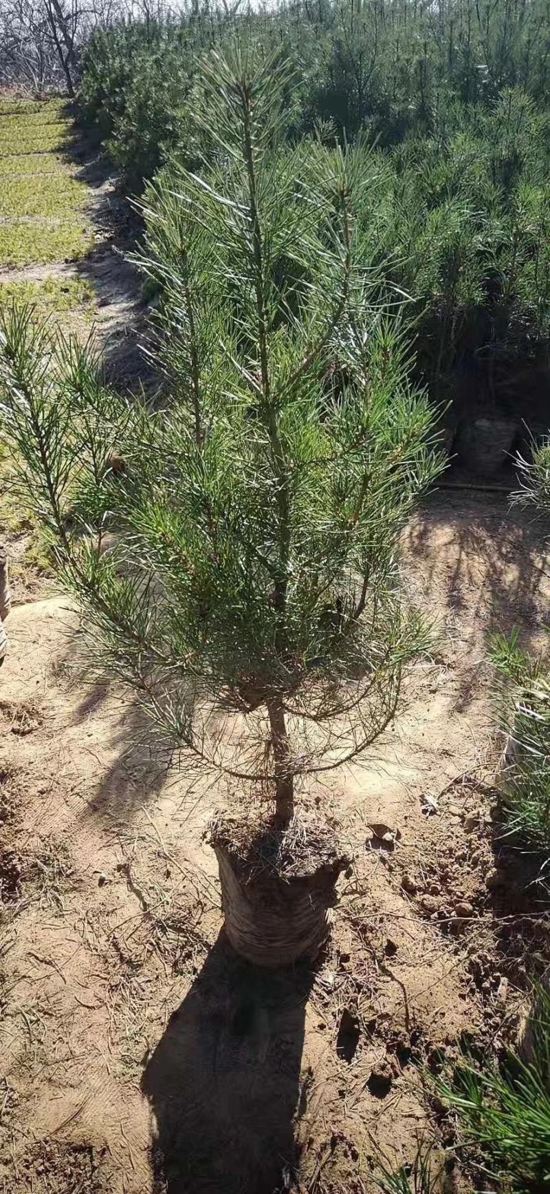 21杯一米白皮松白菜价清地处理，货源充足价格实惠