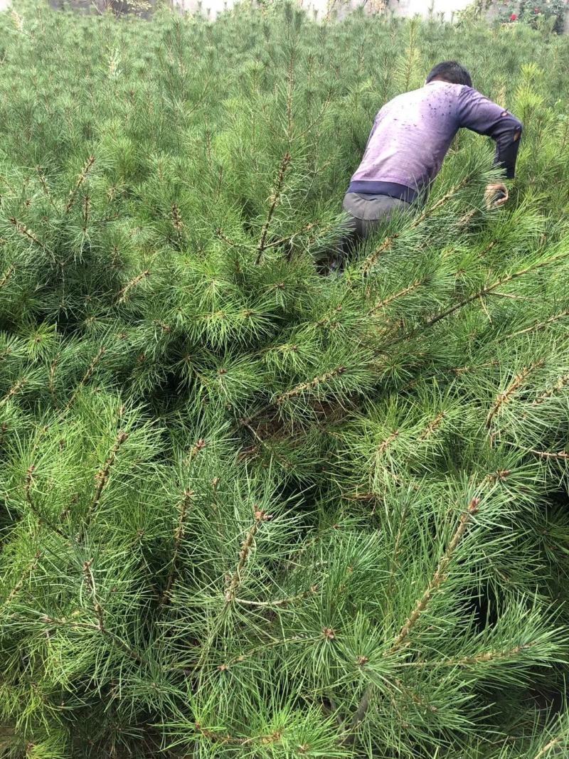 21杯一米白皮松白菜价清地处理，货源充足价格实惠