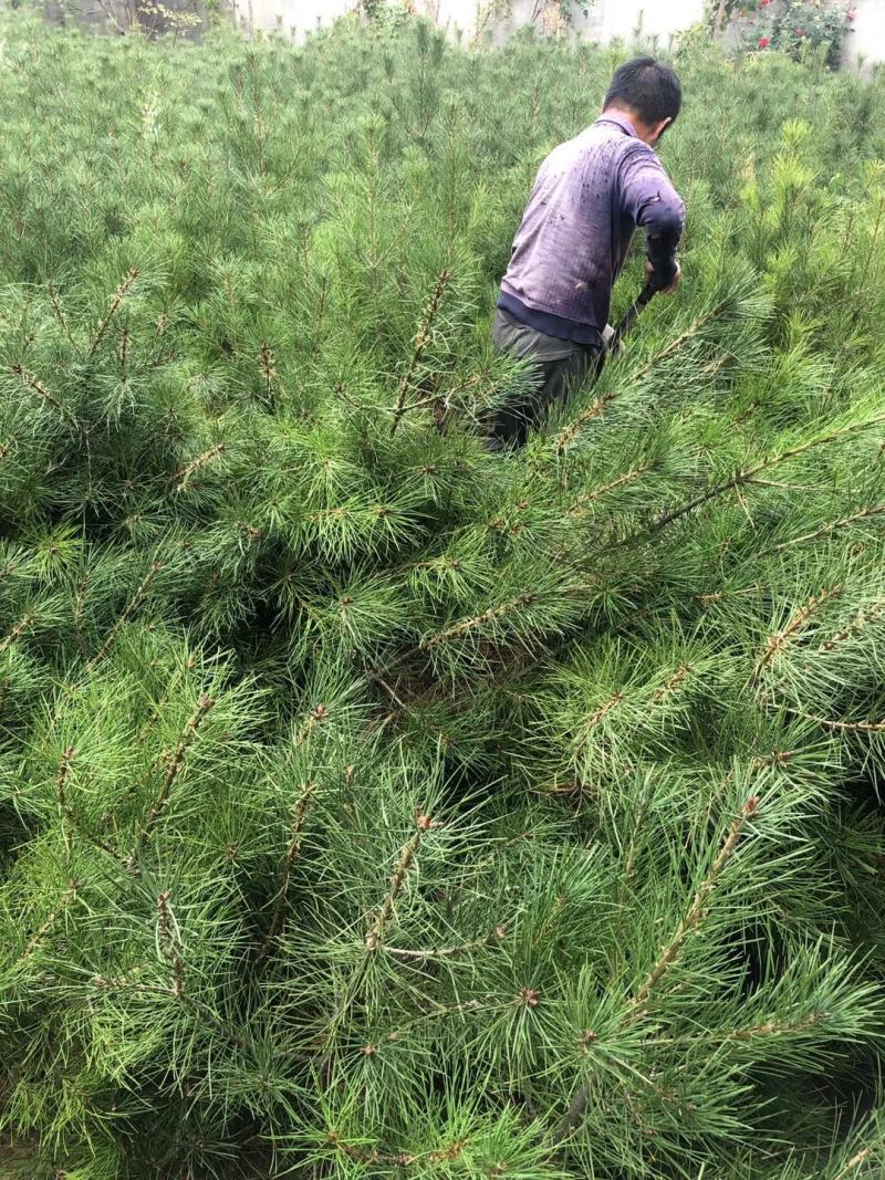 21杯一米白皮松白菜价清地处理，货源充足价格实惠