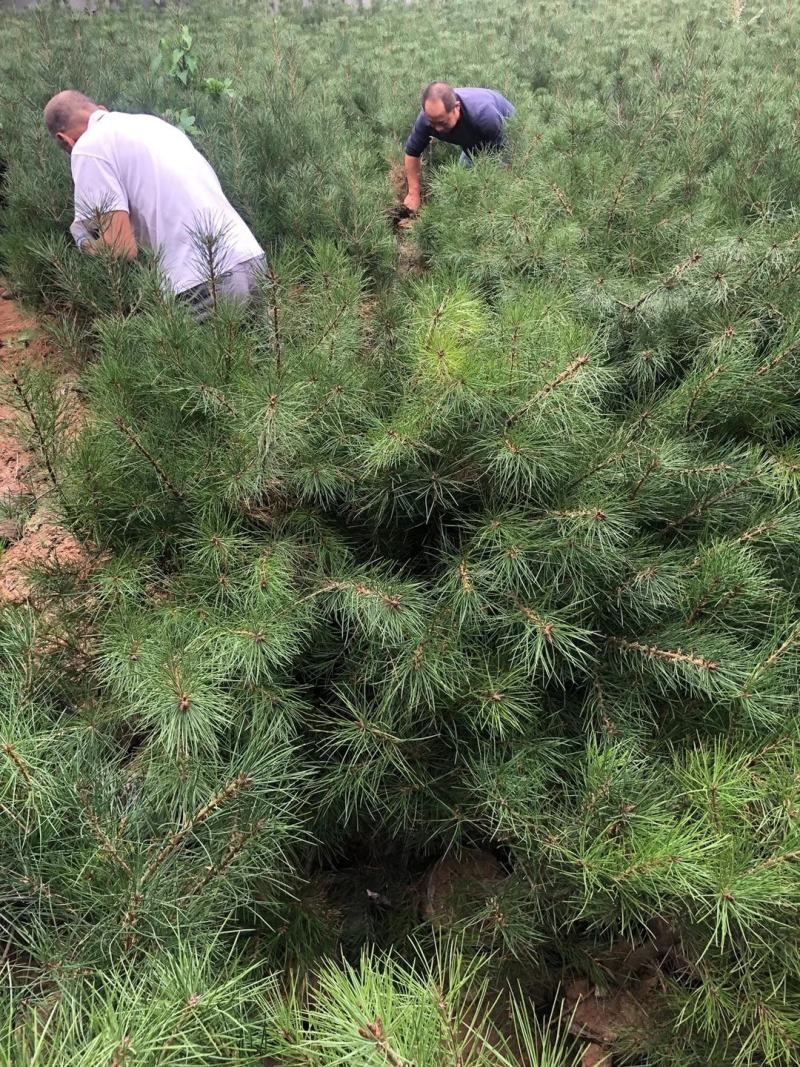 21杯一米白皮松白菜价清地处理，货源充足价格实惠