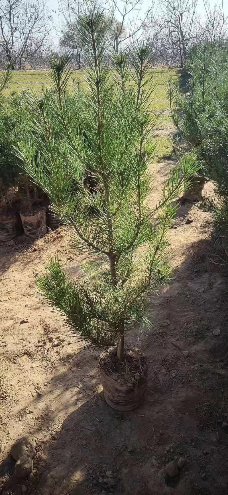 21杯一米白皮松白菜价清地处理，货源充足价格实惠