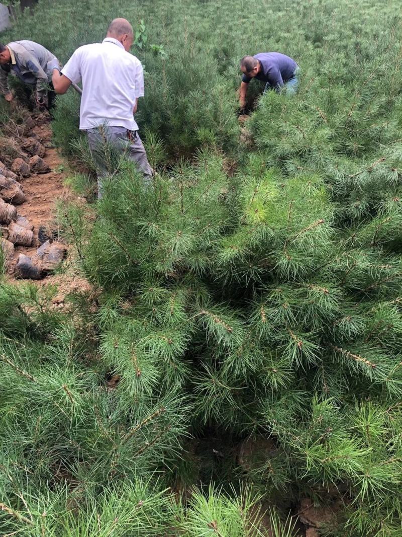 21杯一米白皮松白菜价清地处理，货源充足价格实惠