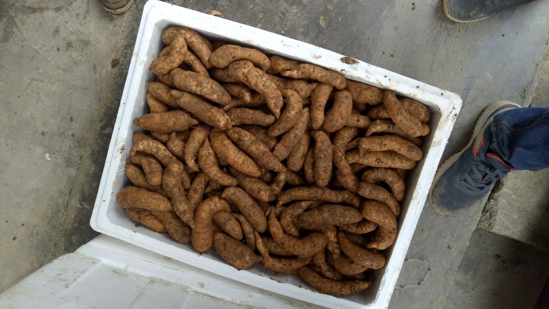 展示天麻和白术片原材料的高清图片,背景为自然山林环境 天麻白术丸药材原料图