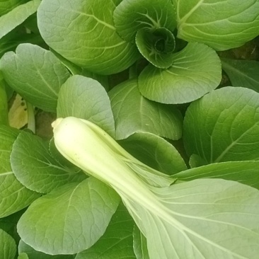 张新菜业种植专业合作社