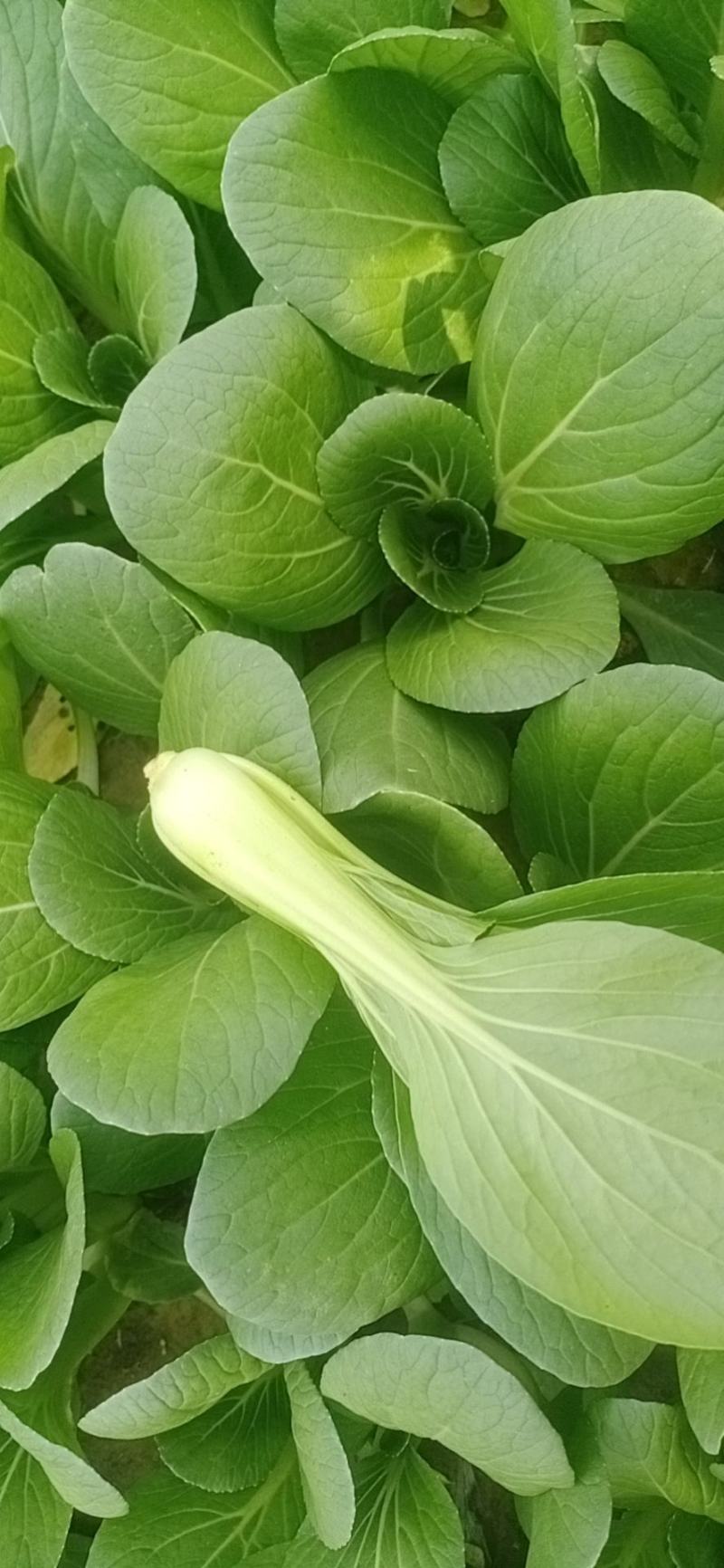 张新菜业种植专业合作社