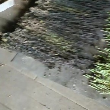 鬼羽箭(黑草，黑马草)