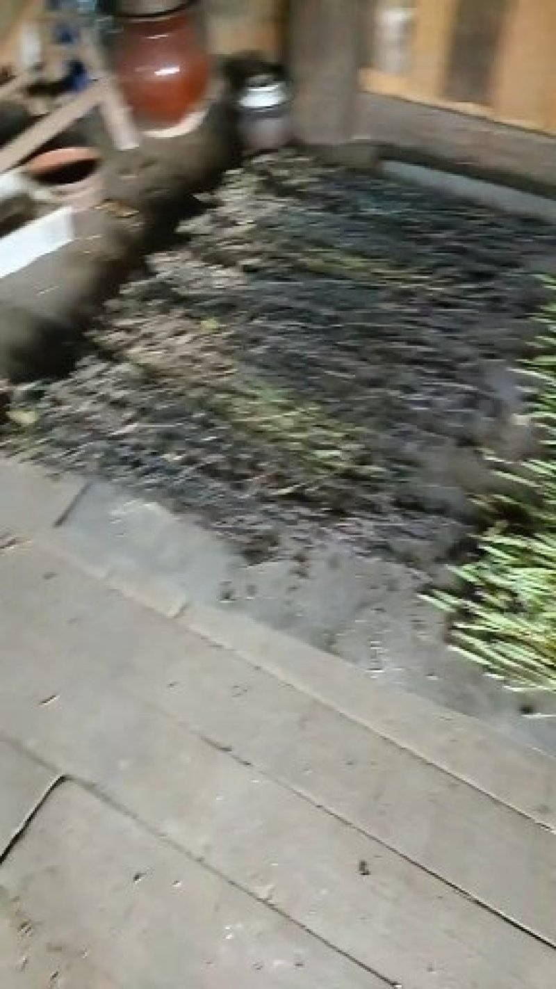鬼羽箭(黑草，黑马草)