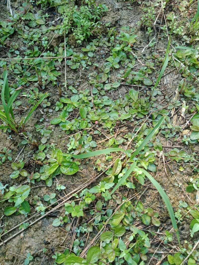 鬼羽箭(黑草，黑马草)