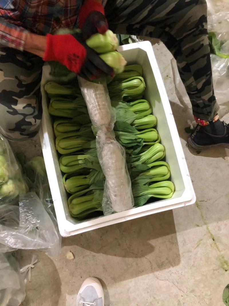上海青，小油菜，大颗，中颗，小颗个种规格，可视频看货