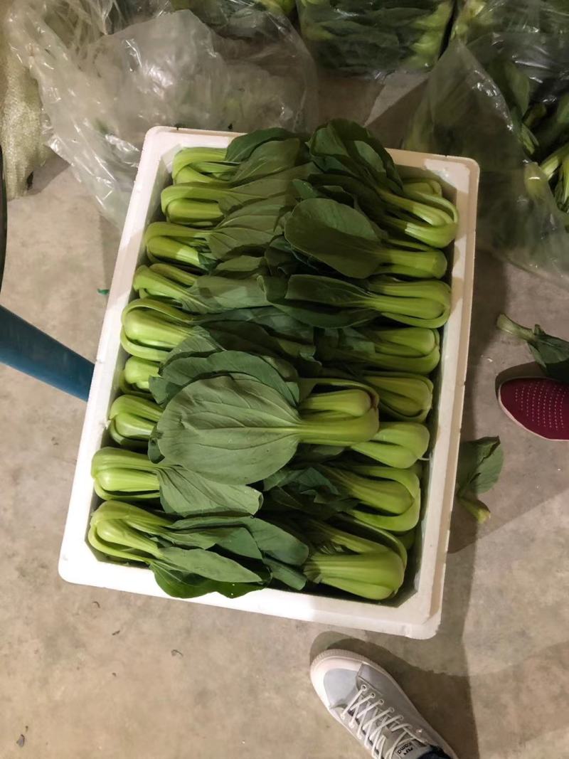 上海青，小油菜，大颗，中颗，小颗个种规格，可视频看货