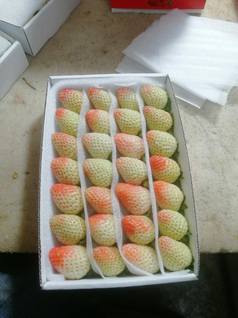 云南品质夏季草莓鲜果