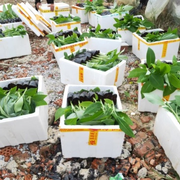 广西南宁市兴旺香蕉苗粉蕉苗培育基地