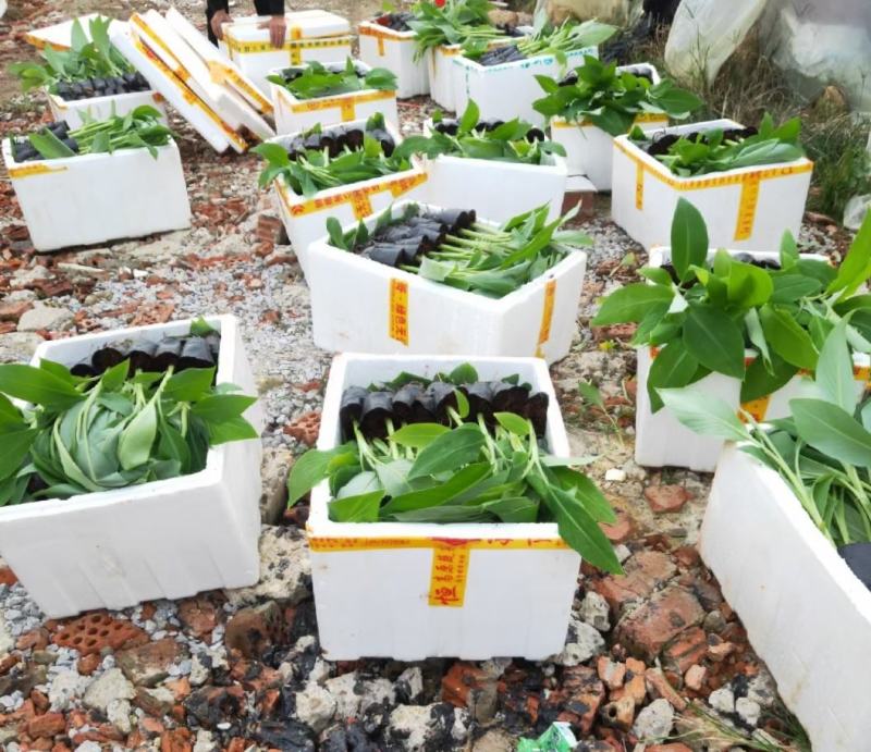 香蕉苗/西贡粉蕉苗/金粉一号蕉苗/桂蕉6号/威廉斯B6