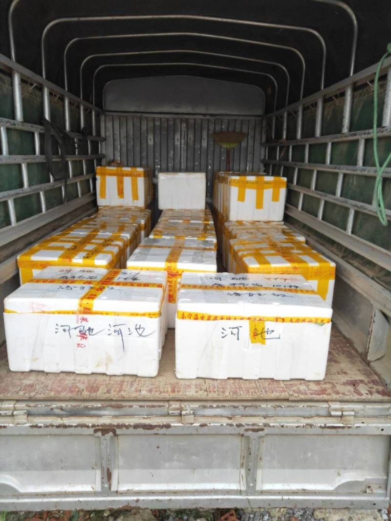 香蕉苗/西贡粉蕉苗/金粉一号蕉苗/桂蕉6号/威廉斯B6
