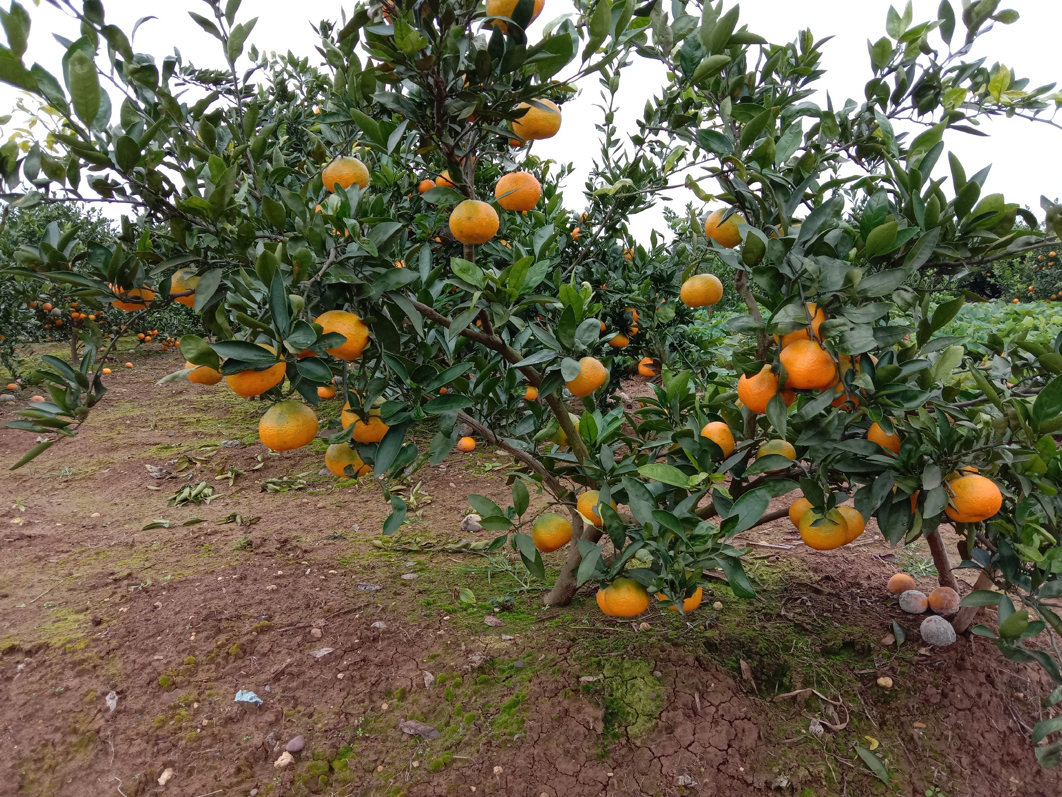 柑桔果实从绿色逐渐变为橙黄色