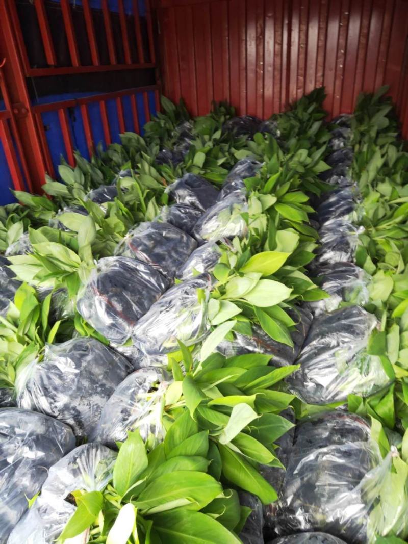 香蕉苗/西贡粉蕉苗/金粉一号蕉苗/桂蕉6号/威廉斯B6