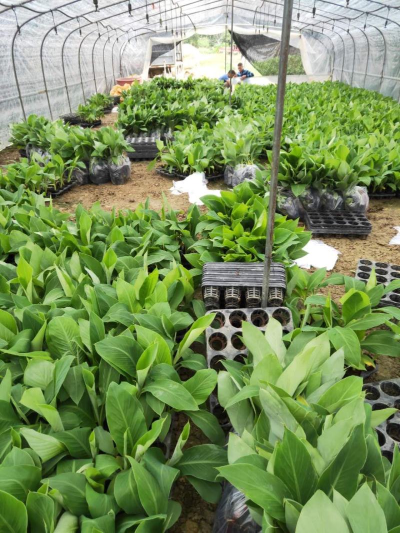 香蕉苗/西贡粉蕉苗/金粉一号蕉苗/桂蕉6号/威廉斯B6