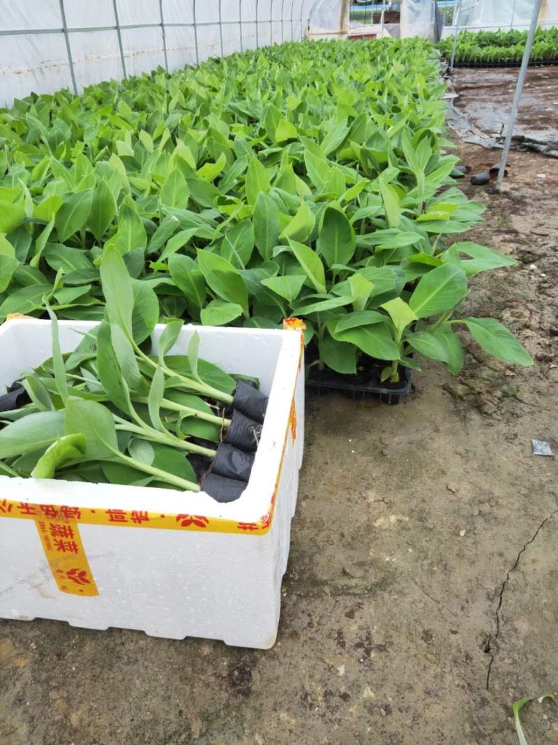 香蕉苗/西贡粉蕉苗/金粉一号蕉苗/桂蕉6号/威廉斯B6