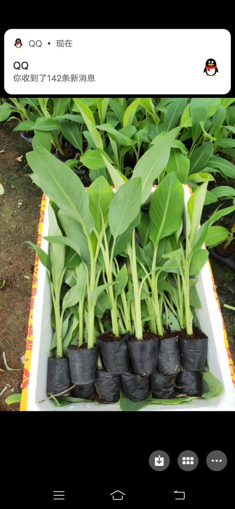 香蕉苗/西贡粉蕉苗/金粉一号蕉苗/桂蕉6号/威廉斯B6