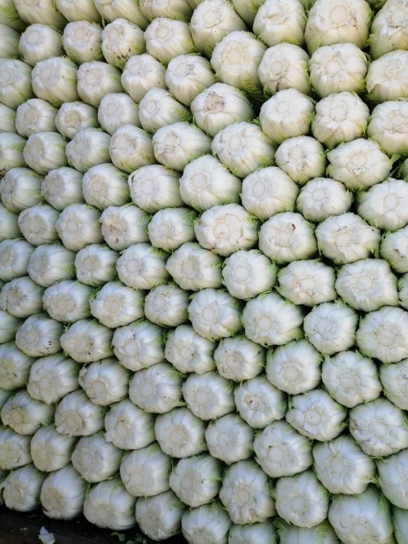 黄心白菜，精品玲珑黄，黄心菜
